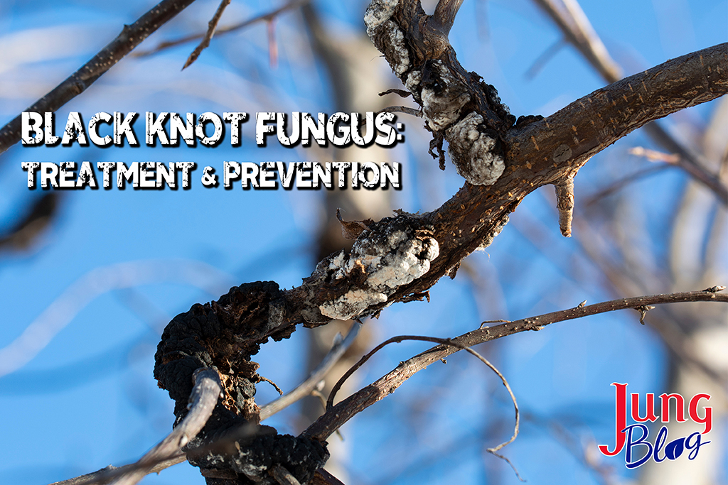 Black Knot Fungus Treatment and Prevention