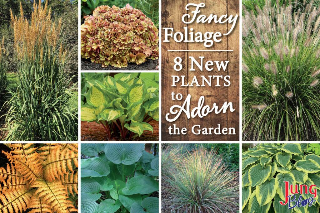 Fancy Foliage: 8 New Plants To Adorn The Garden