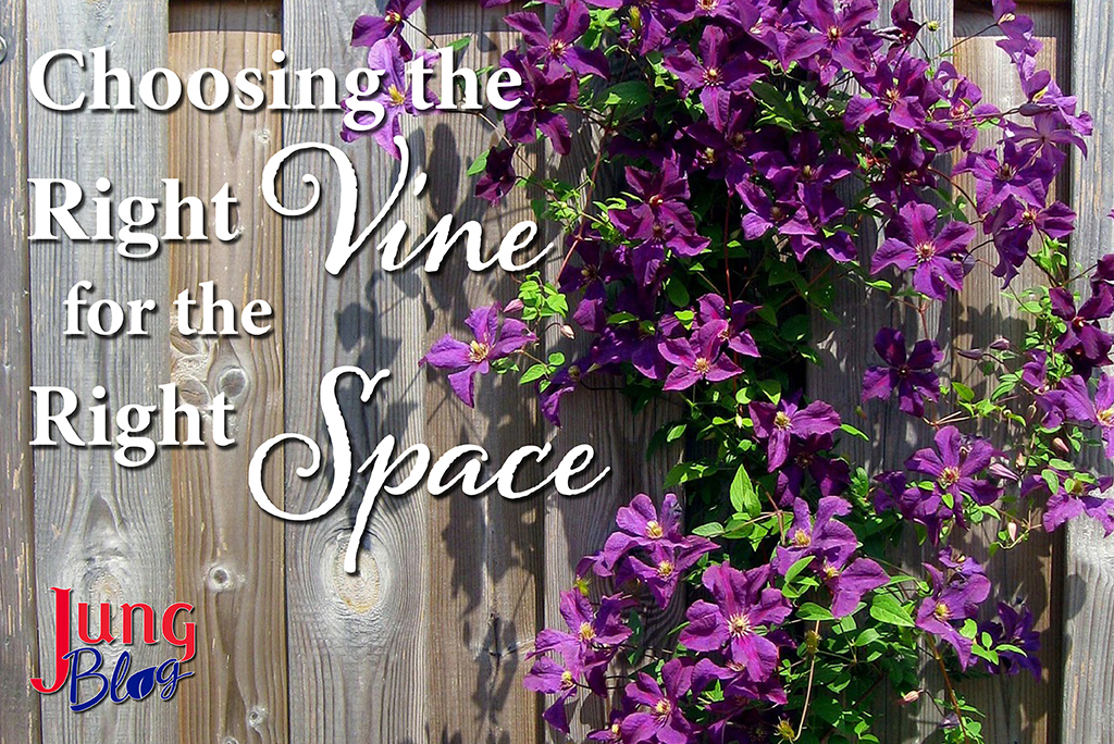 Choosing the right vine for the right space