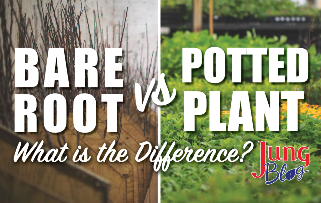 Bareroot vs Potted Plant