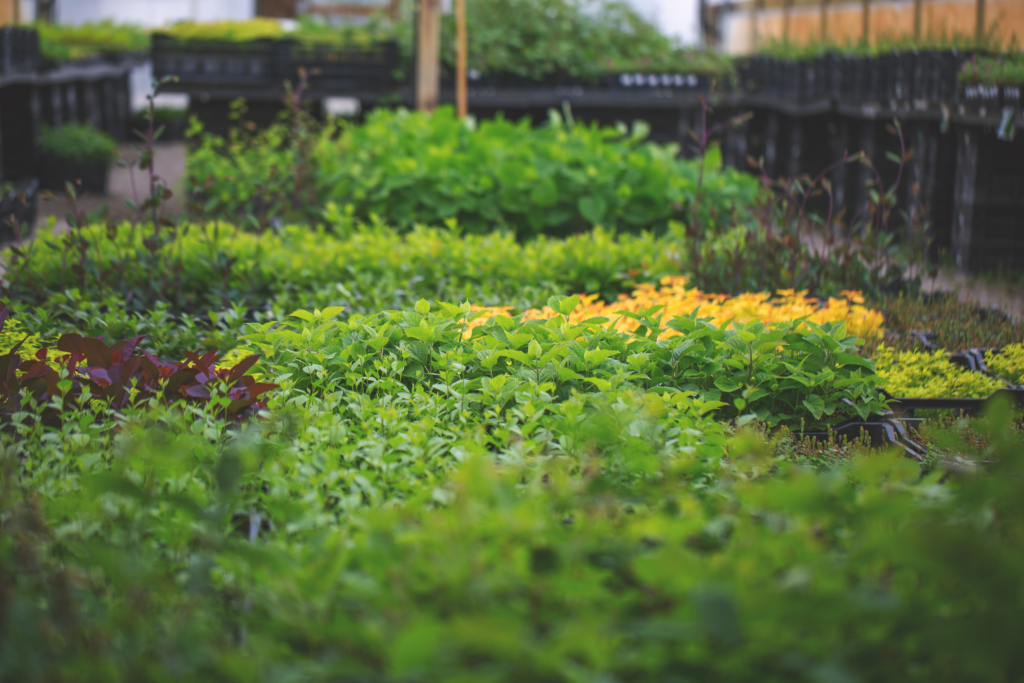 Garden center full of potted plants