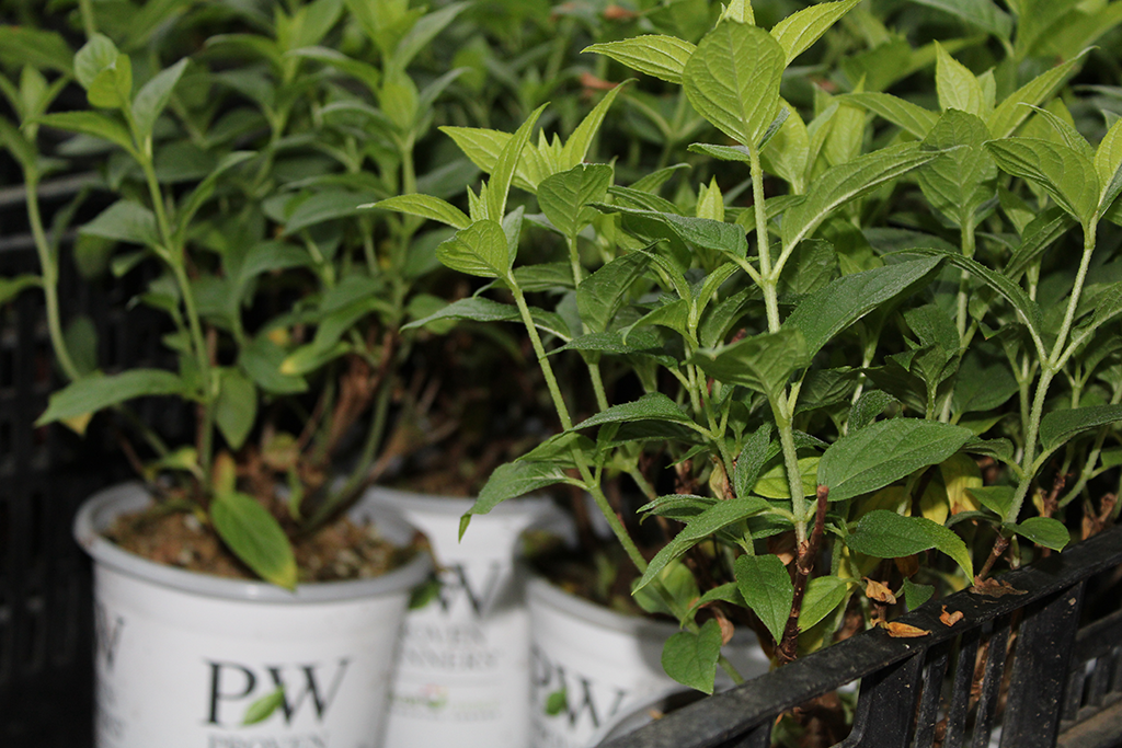 Shrubs in a pot