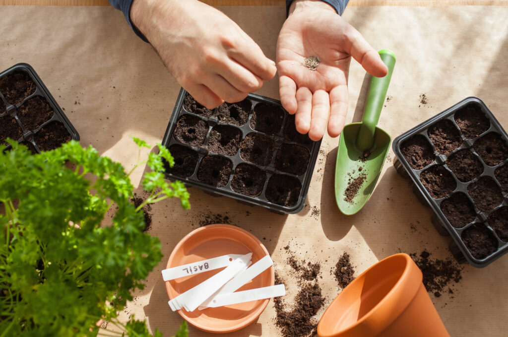 gardening, planting at home. man sowing seeds in germination box