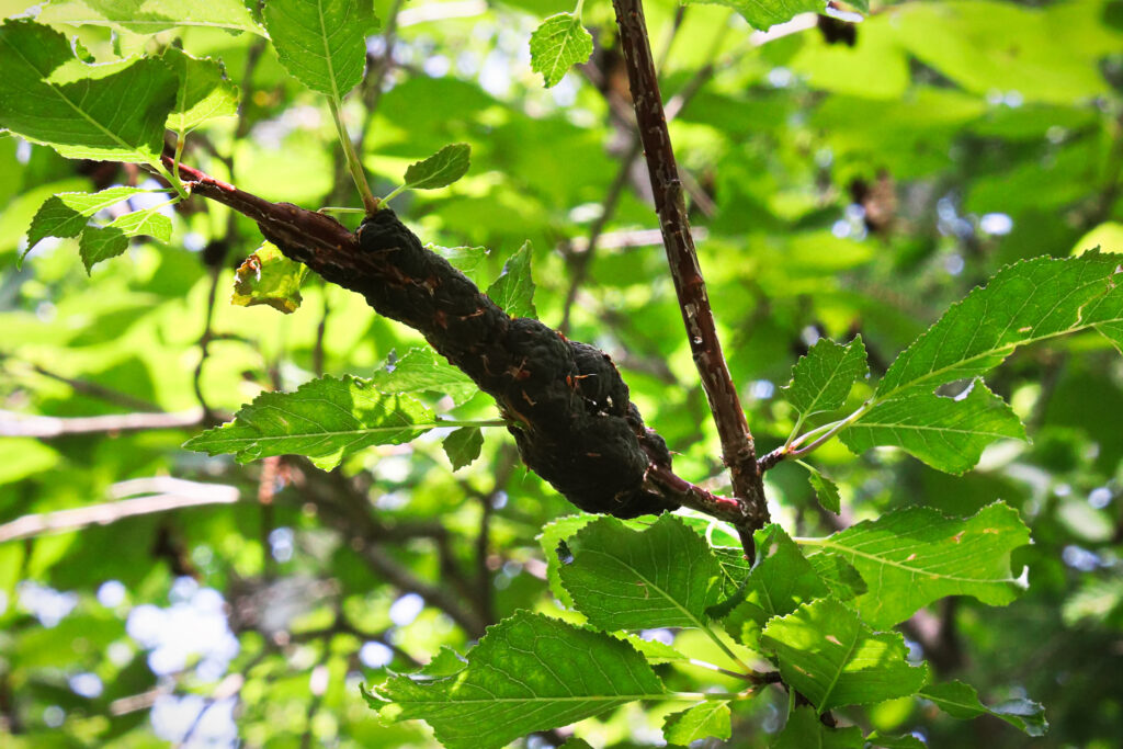 A mass of fungus growth on a tree in full leaf.