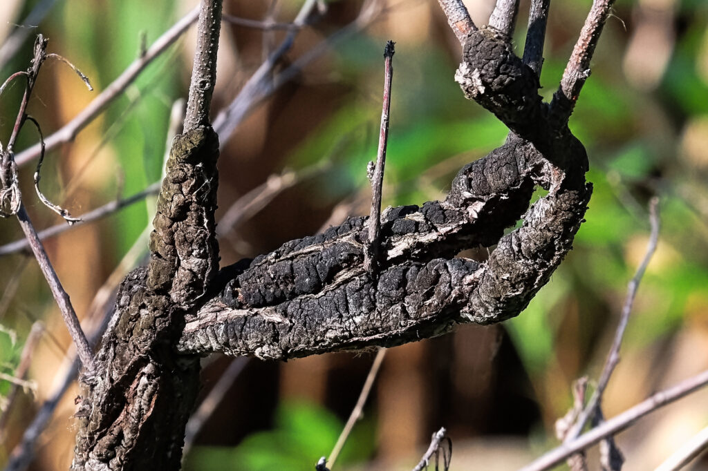 Closeup of Black Knot covering a branch.