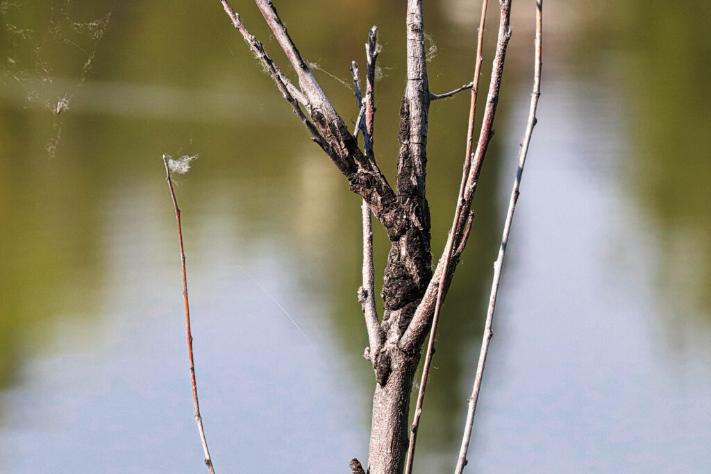 A cancer like growth of knot fungus on a dead tree.