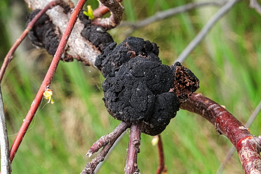 Closeup of a fungus growth on a tree branch.