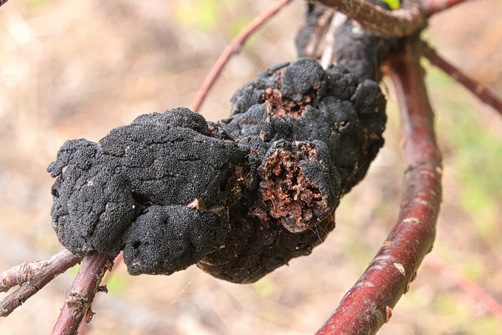 A macro view of Blackknot disease on a branch.