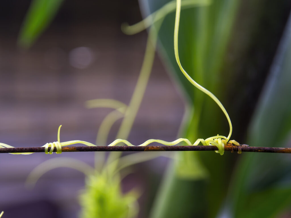 curling tendrils of a plant around a wire