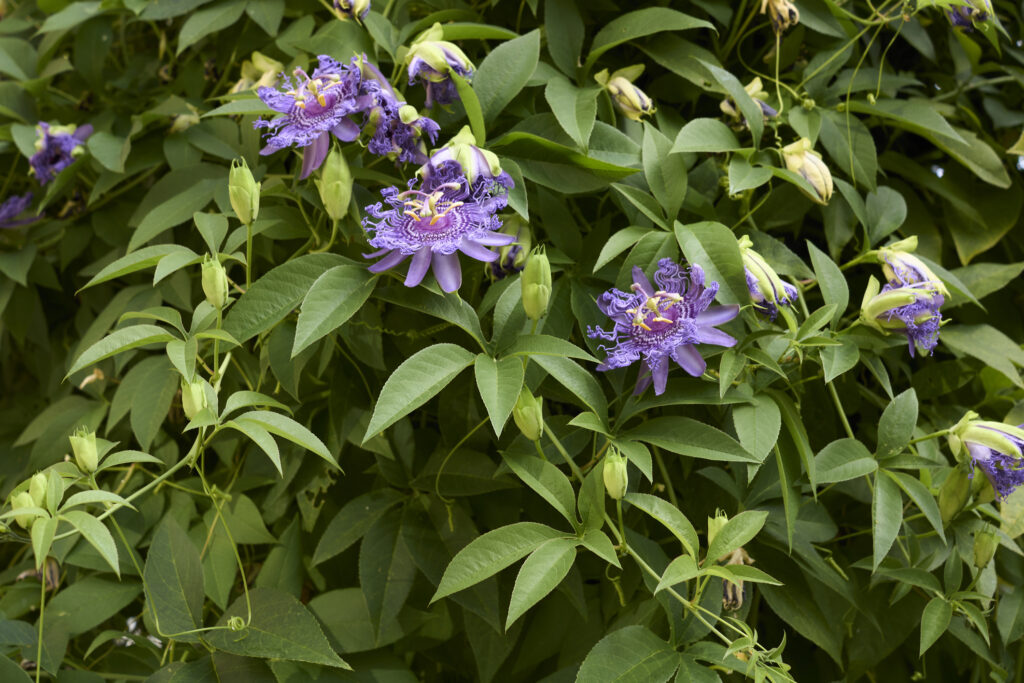 Passion flower vines