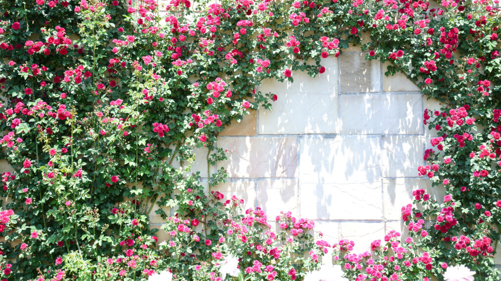 Climbing pink and red rose are blooming