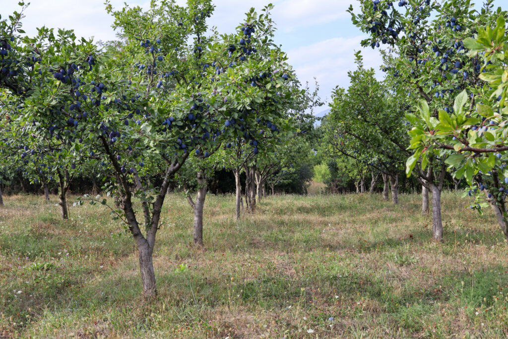 Plums tree in orchard on sunny summer day