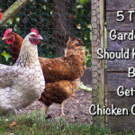 5 things gardeners should know before getting a chicken coop