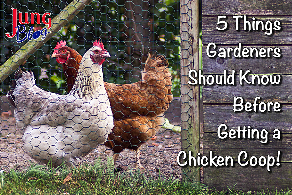 5 Things Gardeners Should Know Before Getting a Chicken Coop