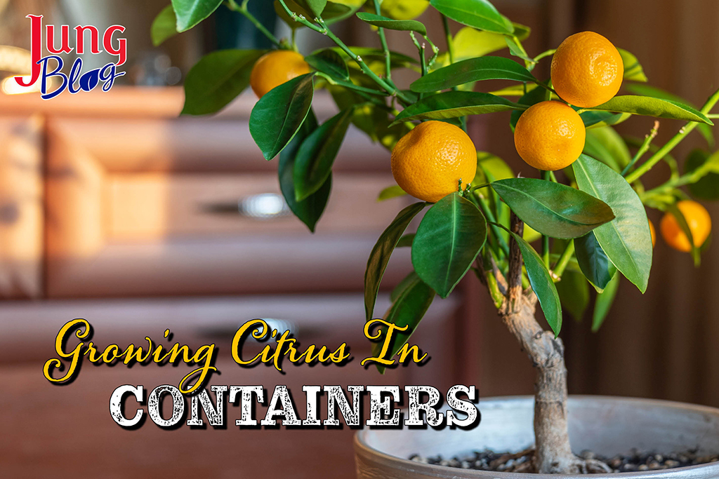 Growing citrus in containers