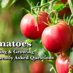 Tomatoes: Starting & Growing FAQ