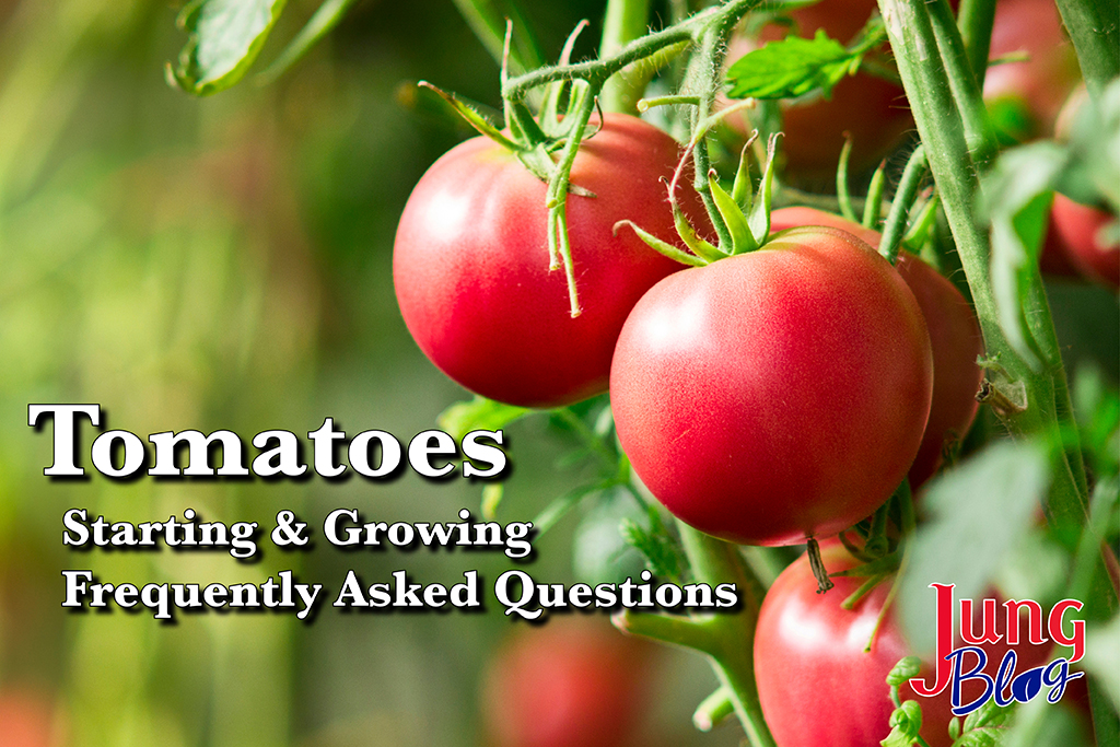 Tomatoes: Starting & Growing Frequently Asked Questions