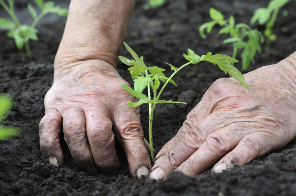 Senior woman planting a tomatoes seedling