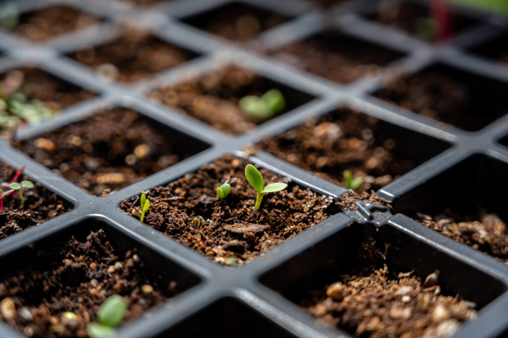 Subjective focus on Single sprout in a black plastic grid of a peat moss seed starting tray