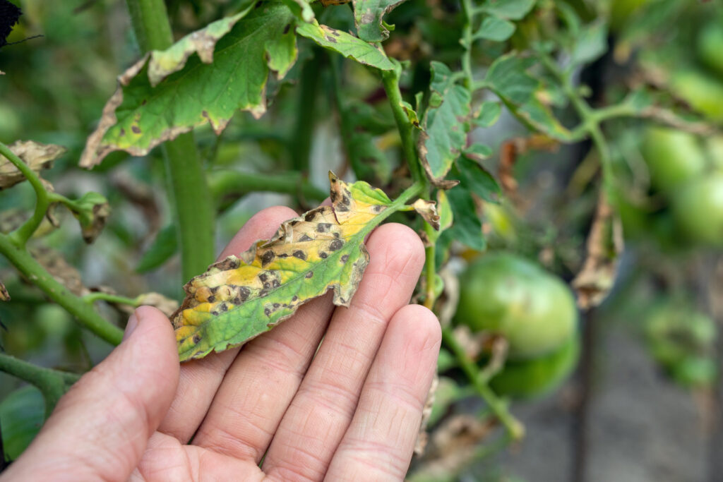 Septoria leaf spot on tomato. damaged by disease and pests of tomato leaves