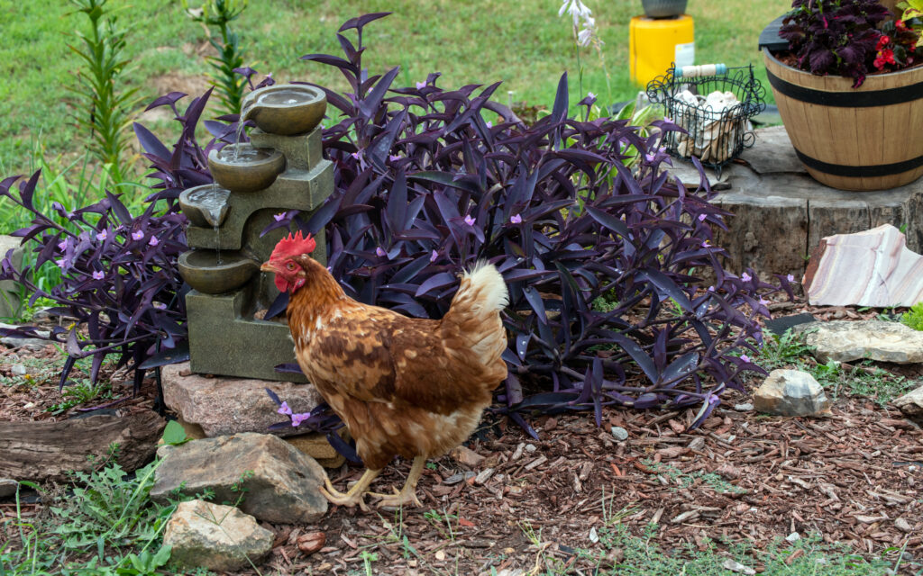 A chicken is caught stealing a drink from the garden fountain in Missouri.