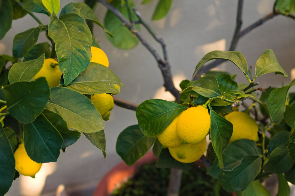 Lemons growing in a pot