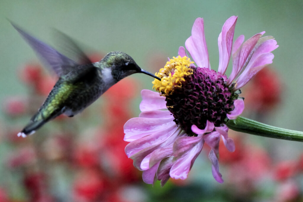 Hummingbird hovering at coneflower.