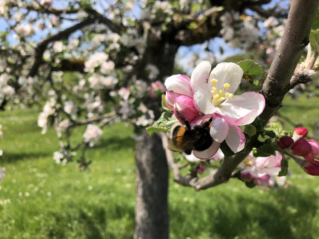 Apple blossom flower with a big bubble bee