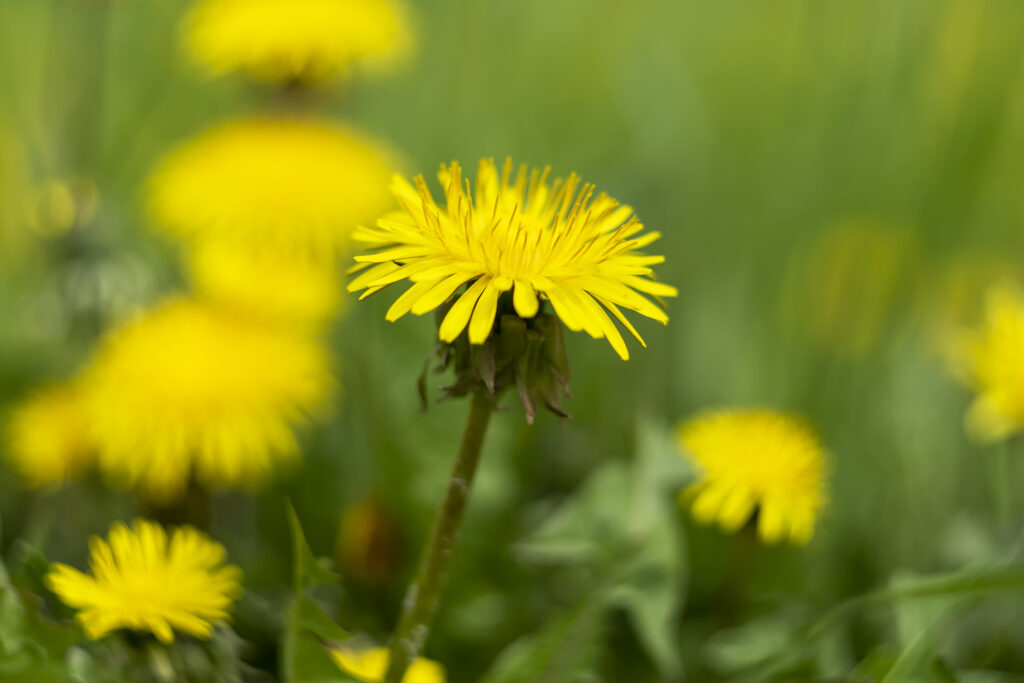 Yellow dandelion flowers on the green lawn. It's summer.