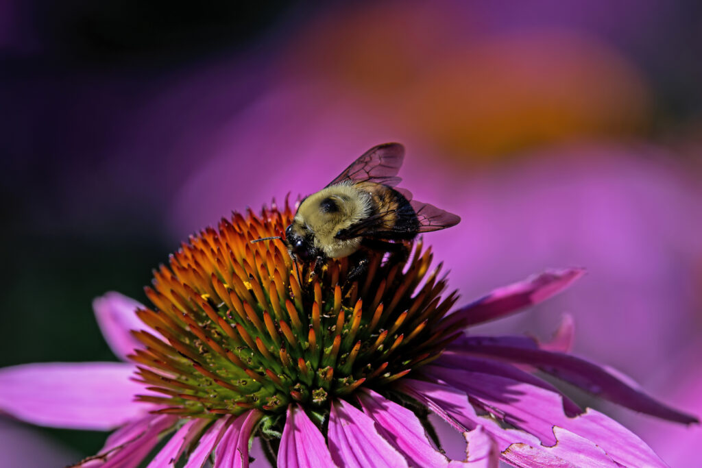 Bumble bee feeding on a pink echinacea flower