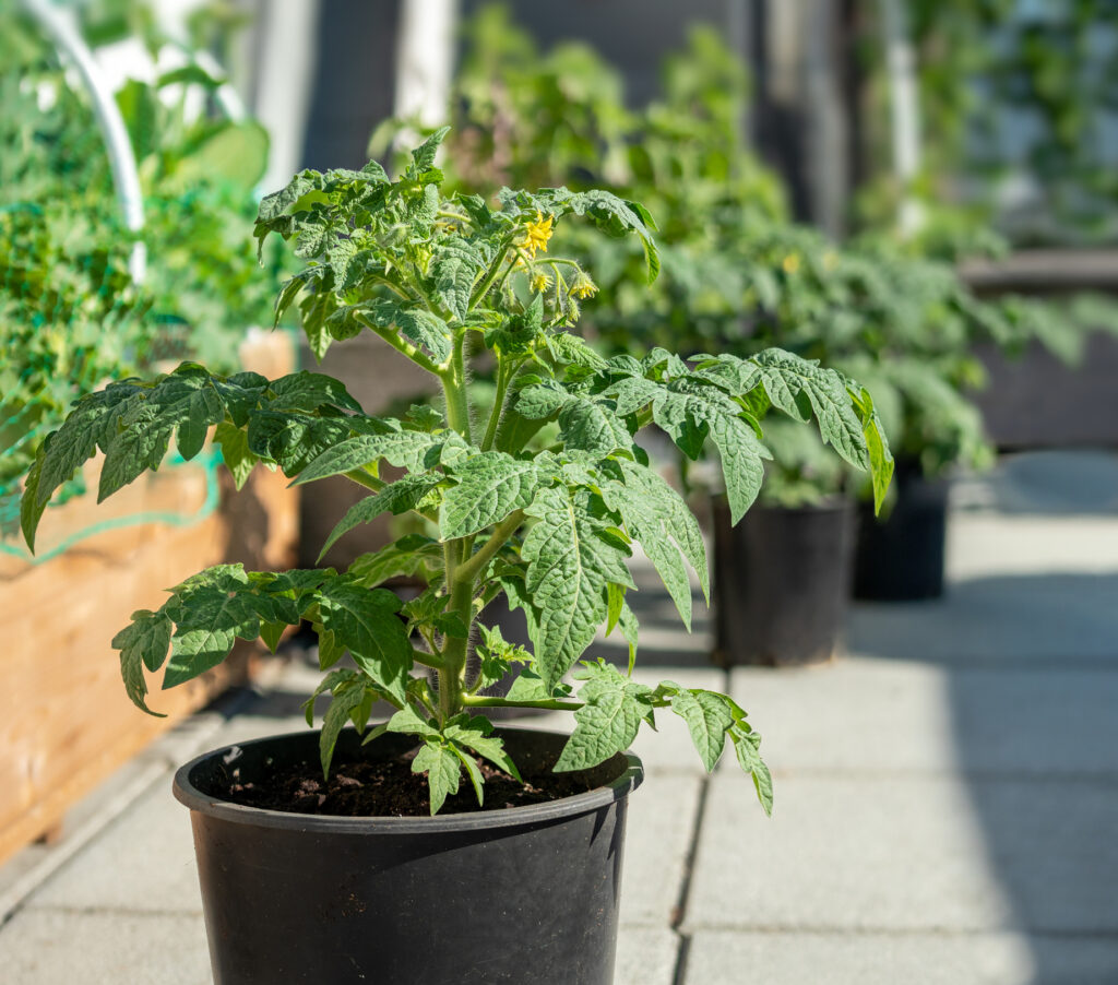 Tomato plants with first flowers but no fruits yet.