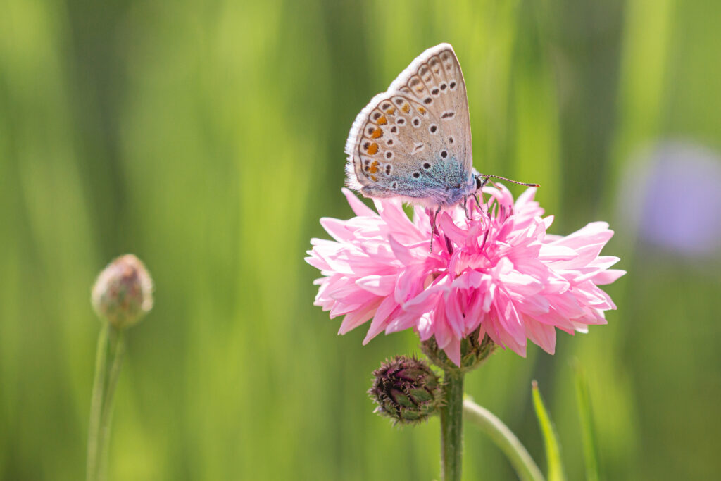 A tan and blue butterfly on a pink cornflower