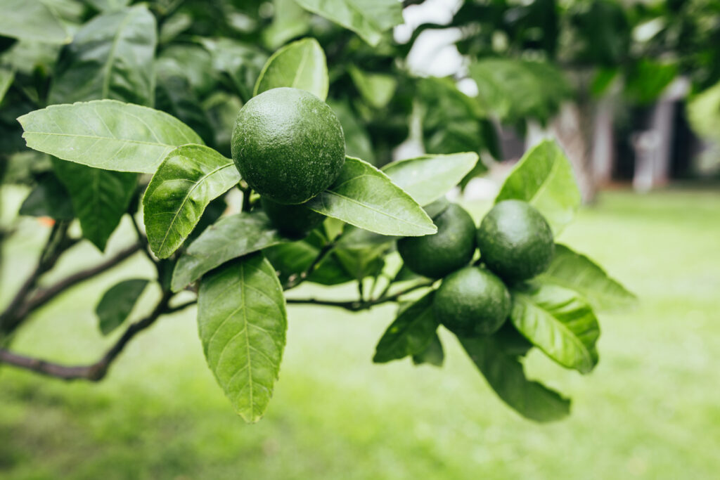 Juicy ripe green limes on a tree branch in a garden in Montenegro