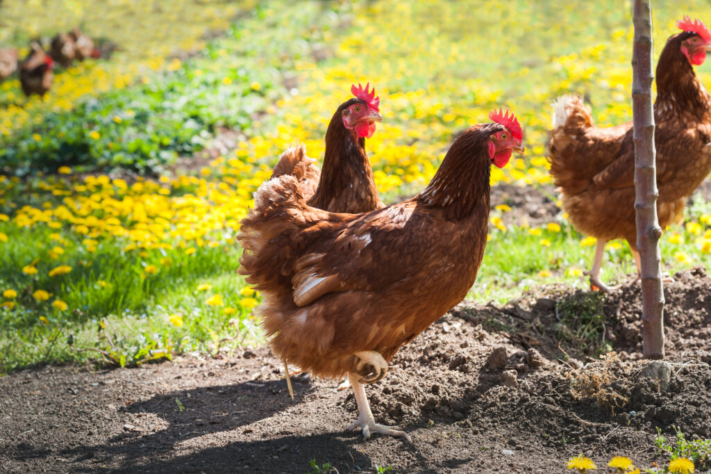 Three red hens walking around the farm