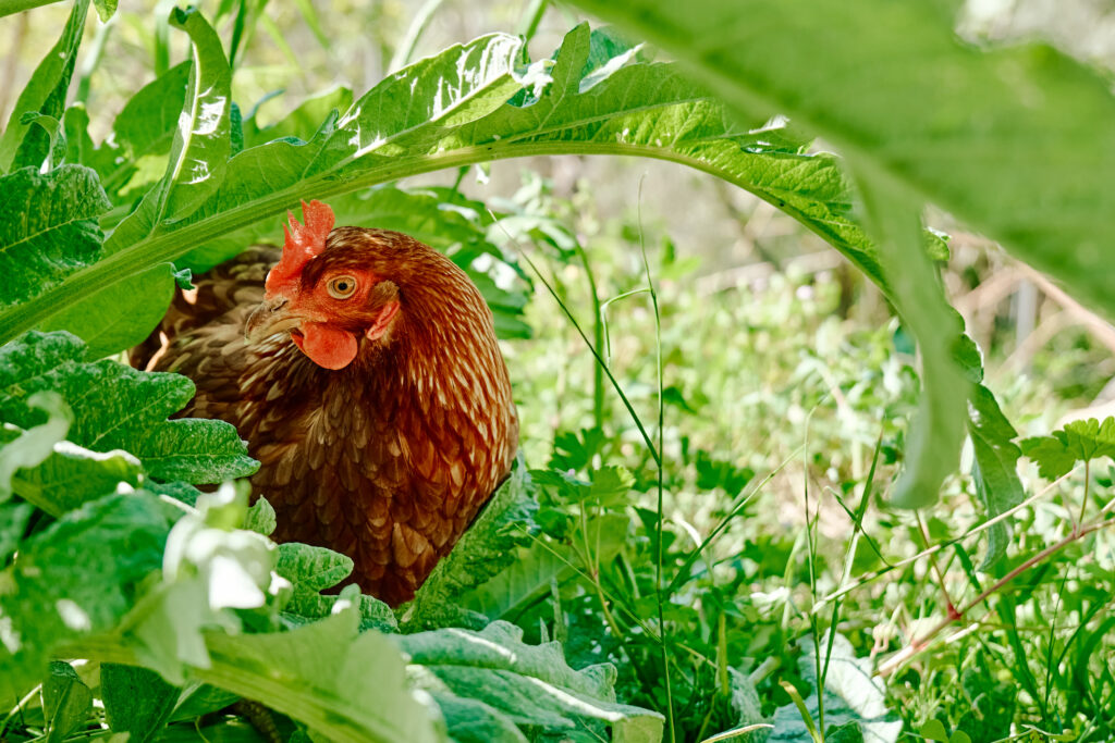 Free-grazing domestic hen on a traditional free range poultry organic farm. Adult chicken walking on the green grass.