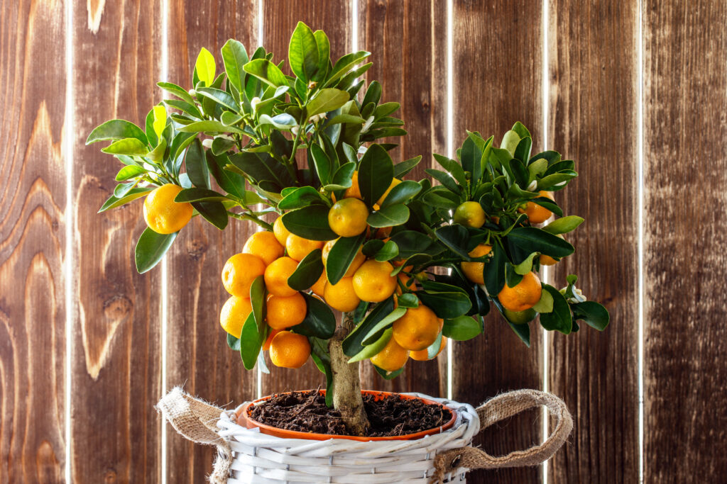 A mandarine tree in a cute wicker container