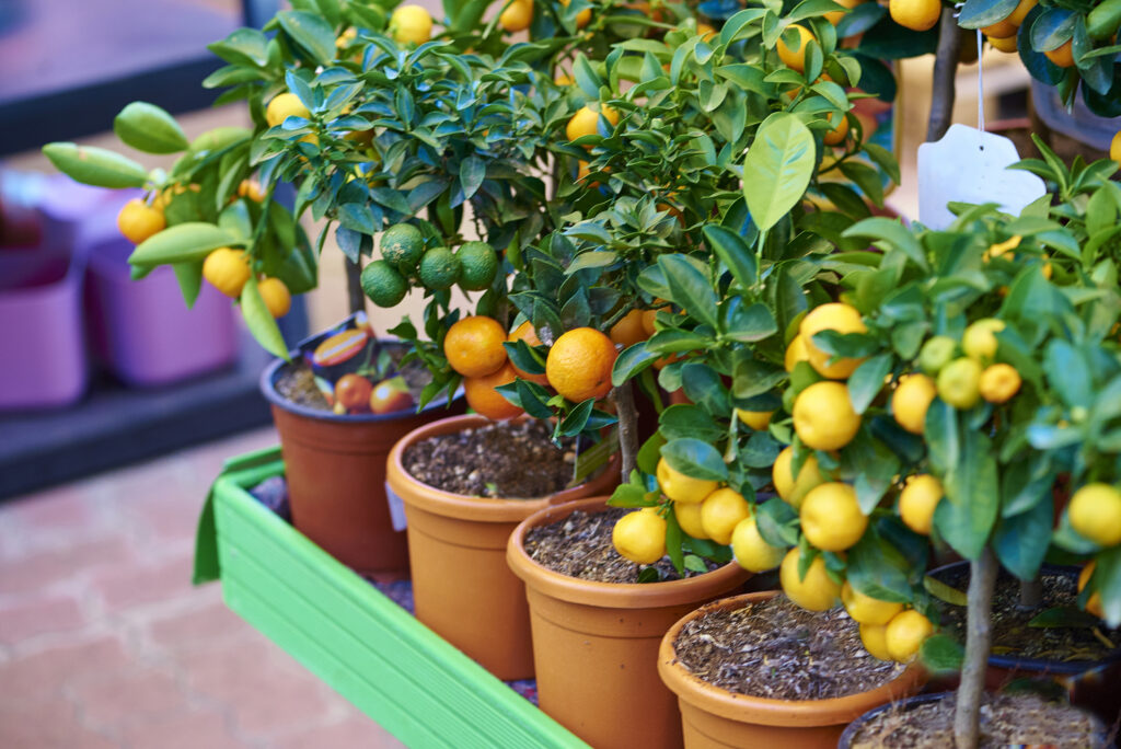 Citrus trees in containers
