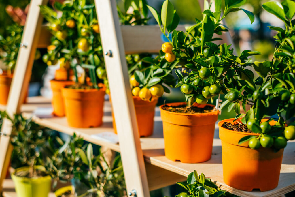 Beautiful mandarin tree plants at the pots sitting in sunlight