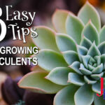 8 easy tips for growing succulents blog