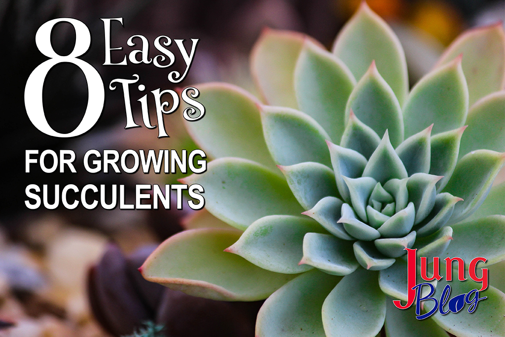 8 Easy Tips For Growing Succulents