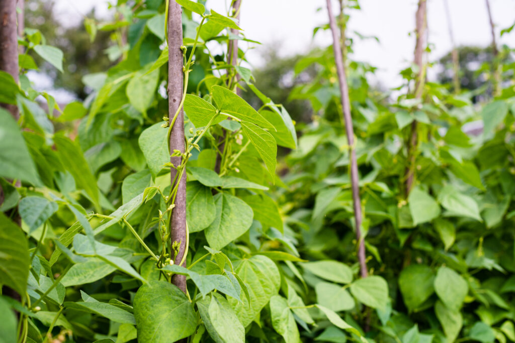 Growing the beans (Phaseolus vulgaris). Green vines and leaves creeping on the vertical support.