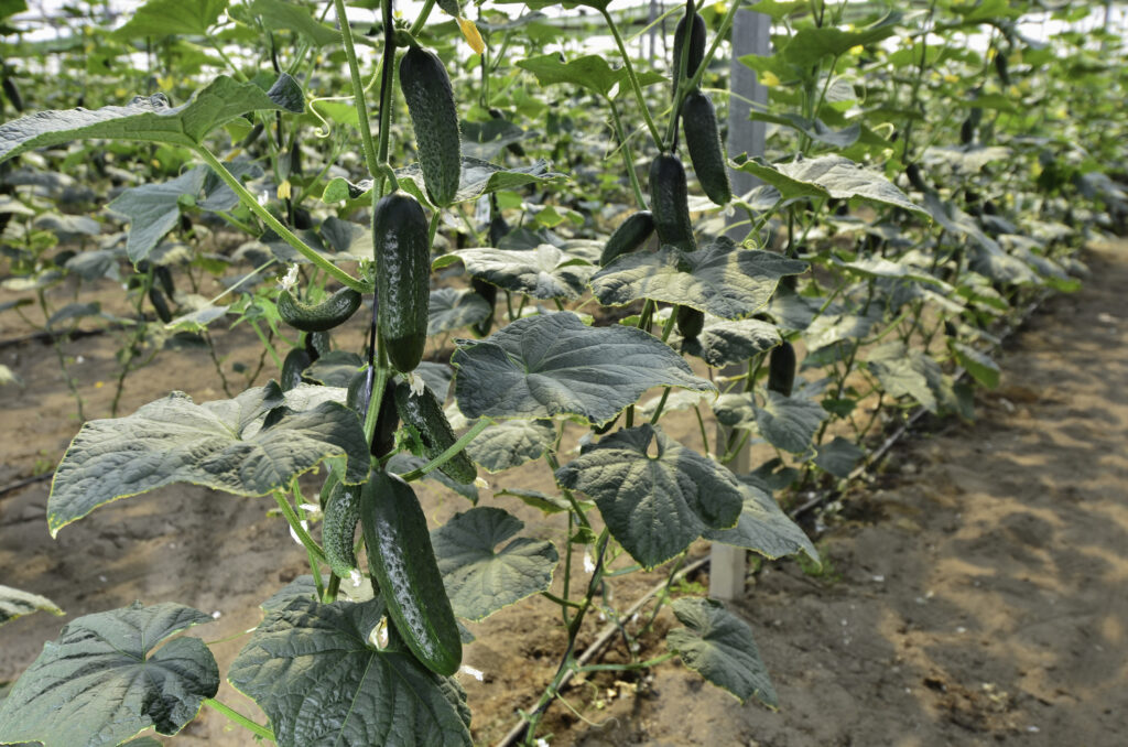 Cucumbers growing vertically