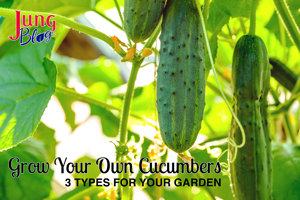 Grow Your Own Cucumbers – 3 Types For Your Garden