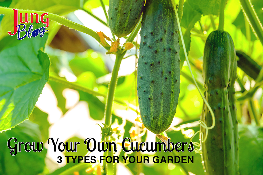 3 Types Of Cucumbers For Your Garden Jung Seed Gardening Blog