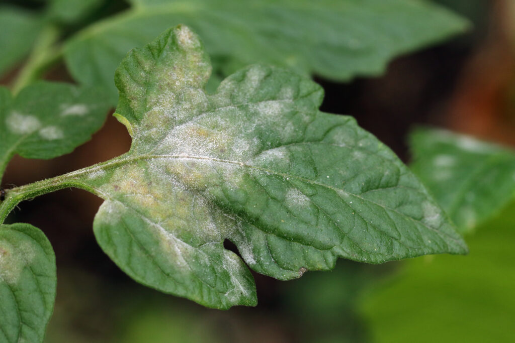 Powdery mildew on a tomato leaf