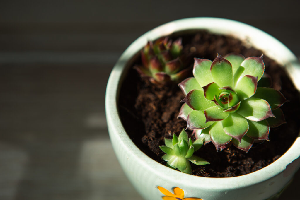 Echeveria in a pot in bright light with shadows. A house plant, a green home, a succulent is a symbol of harmony.