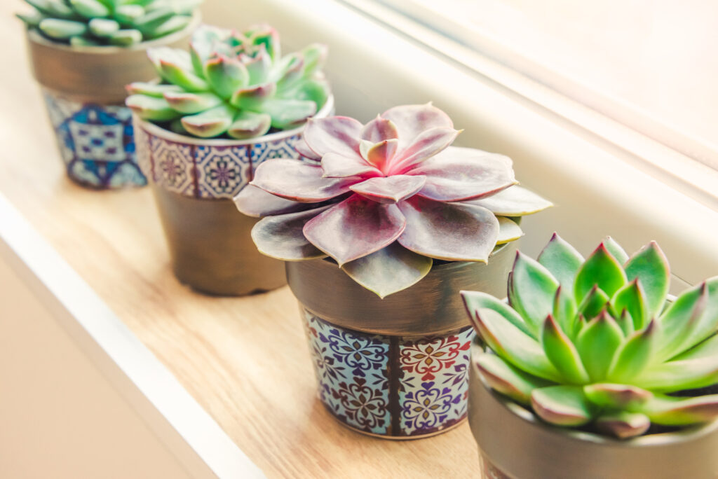 Various succulent plants arranged by the window.