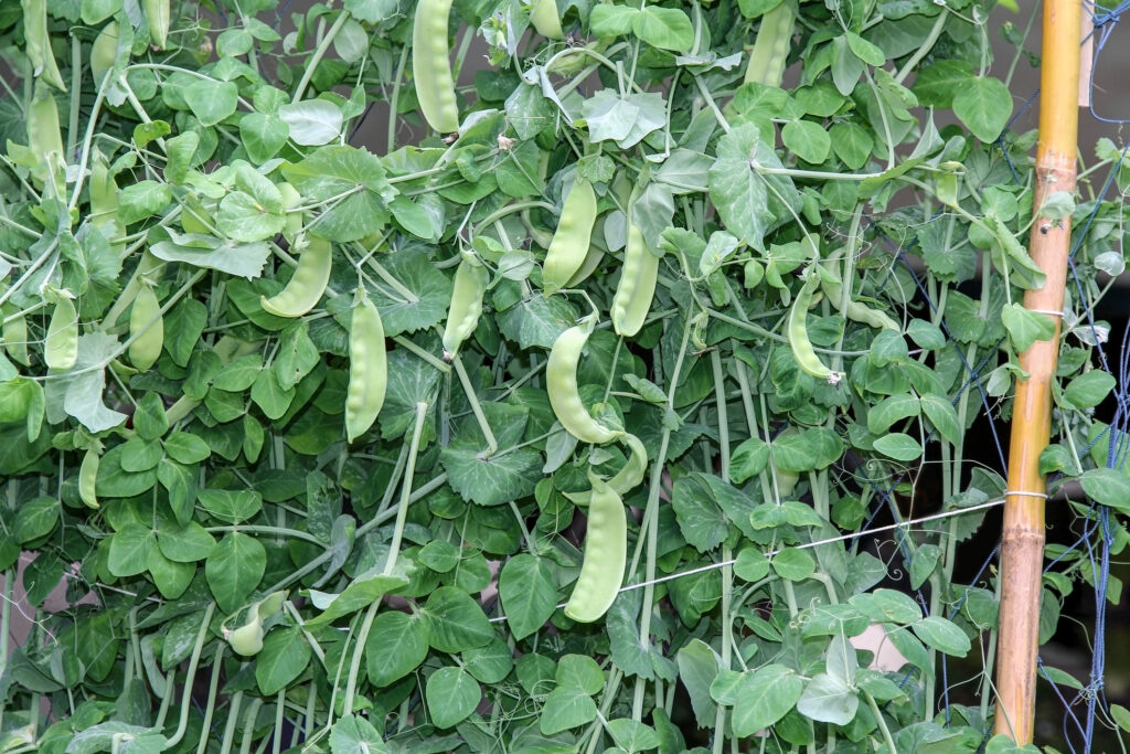 Snow peas growing vertically on the vine