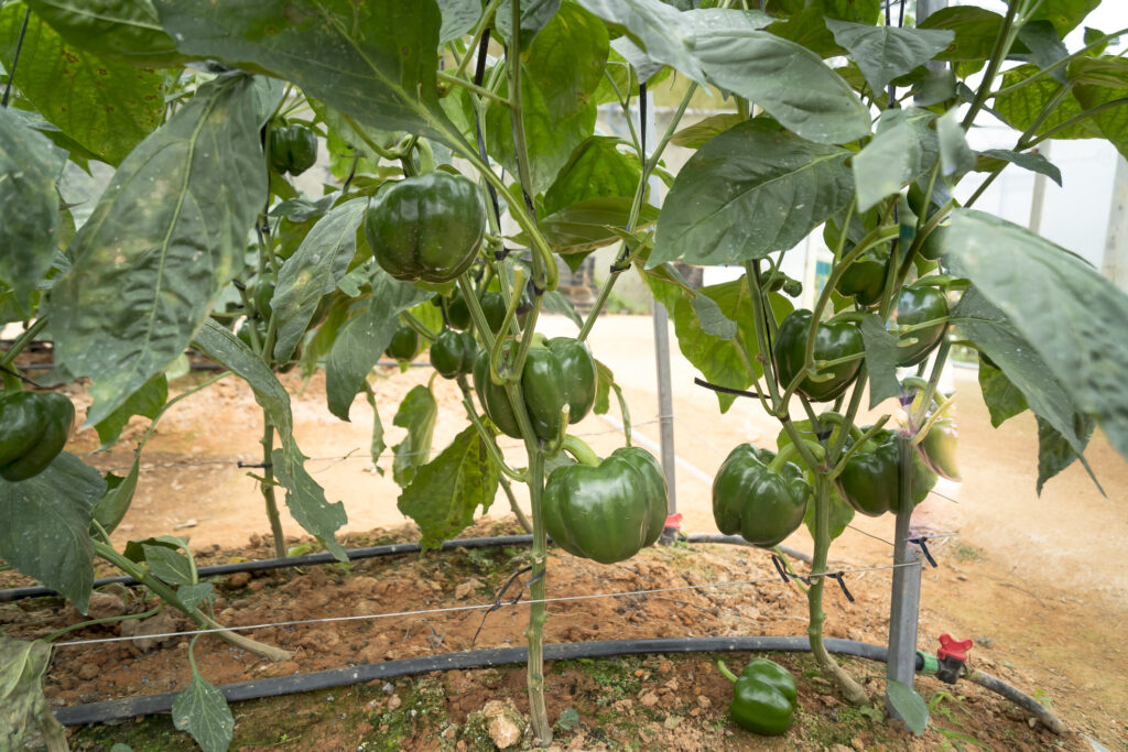 Green peppers growing vertically