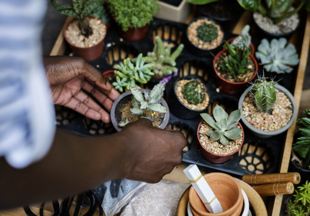 Adult Man Checking Plants Outside Flower Shop